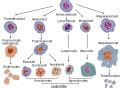 Image result for Blood Cell Lineage Chart