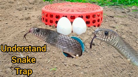 How to Make a Snake Trap Easy 的图像结果