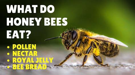 Image result for Bee Feeding Tips