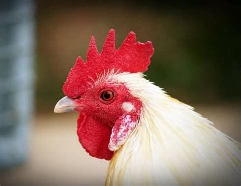 Video of Kerala broiler chicken seller threatening to reveal list of ...