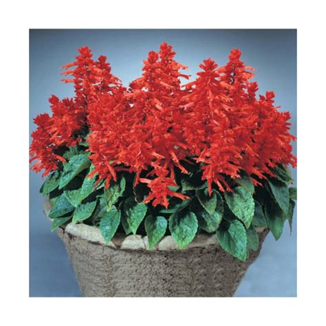 Buy Salvia St John Fire flower Seeds in India