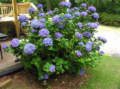 Oak Leaf Hydrangeas Landscaping with Texture and Color: University of ...