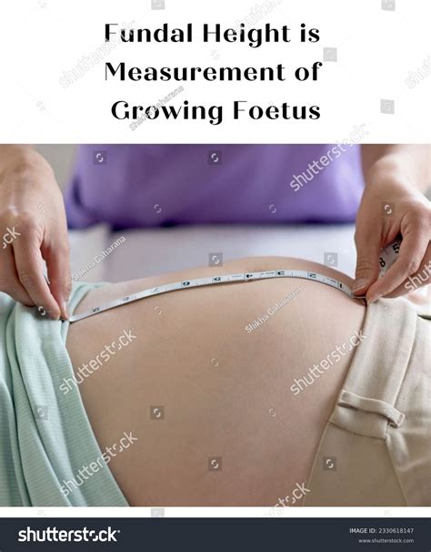 Fundal Height Measurement Pregnancy By Doctor Stock Photo 2330618147 | Shutterstock
