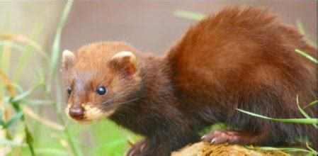 202 especies de animales cuya protección puede mejorar en Catalunya