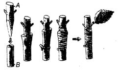 Reproduction in Plants Class 7 Extra Questions Science Chapter 12 ...