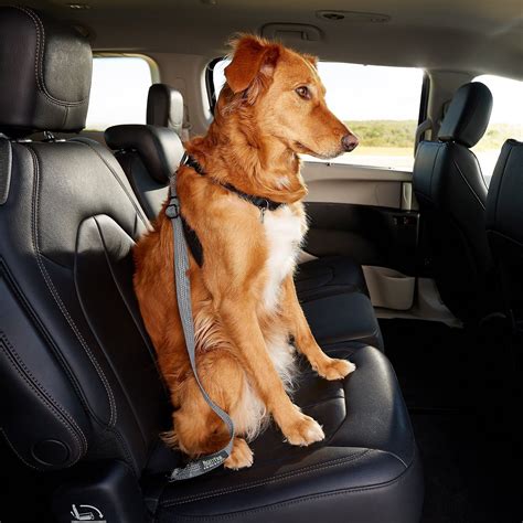 Car Seat Harness For Large Dogs - Velcromag