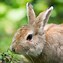 Image result for Pet Rabbit Food List
