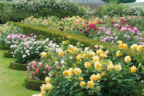 Rose Garden Design Images at Emma Rouse blog