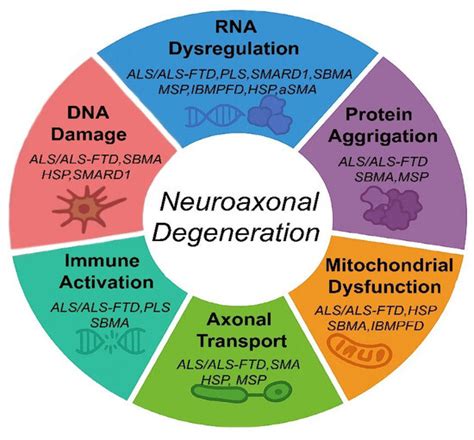 Neuroaxonal Degeneration as a Converging Mechanism in Motor Neuron ...