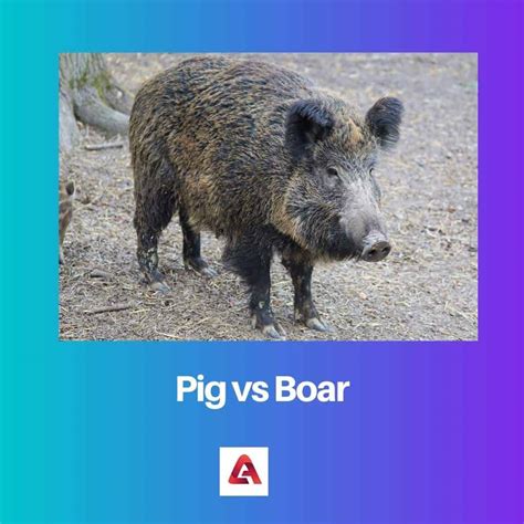 Difference Between Hog Boar And Pig at Rebecca Santana blog