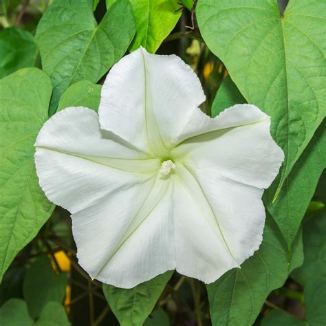 Moonflower Flower Garden Seeds - Tall Night Flowering - 1 Oz - Annual ...