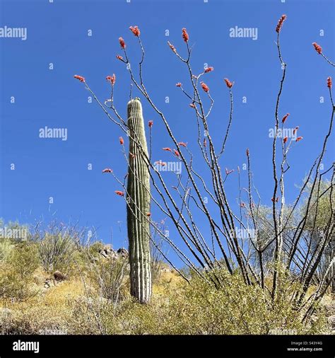 Saguaro spear hi-res stock photography and images - Alamy