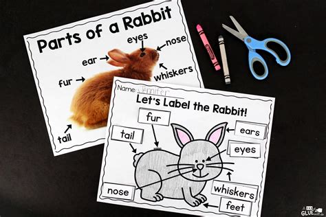 Rabbit Facts : An Animal Study