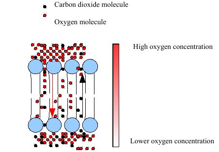Examples of Diffusion in Cells 的图像结果