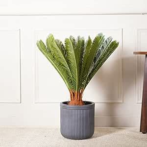 Pure Home and Living Potted Cycas Plant : Amazon.in: Home & Kitchen