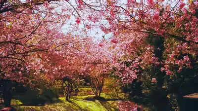 Skip Japan: This winter, an Indian state is quietly stealing the ...