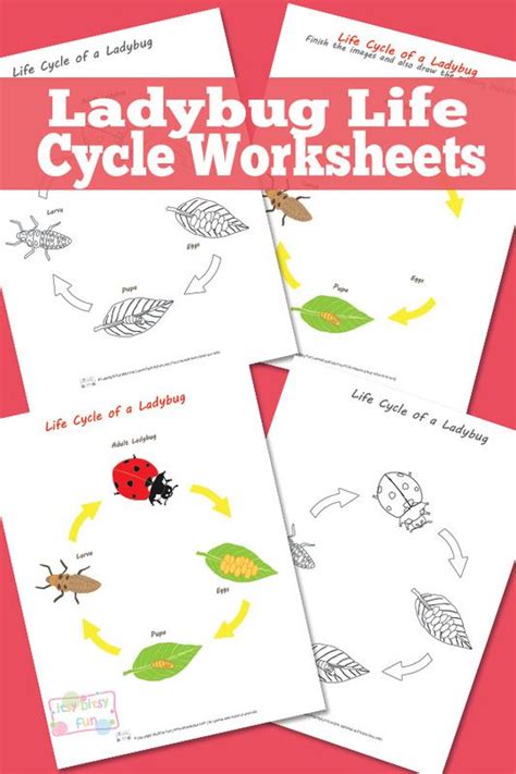 Ladybug Life Cycle Worksheet | Ladybug life cycle, Life cycles, Life cycles preschool