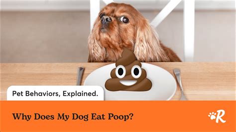 Image result for How Do Dogs Poop