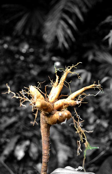 Plants for Medicine 的图像结果