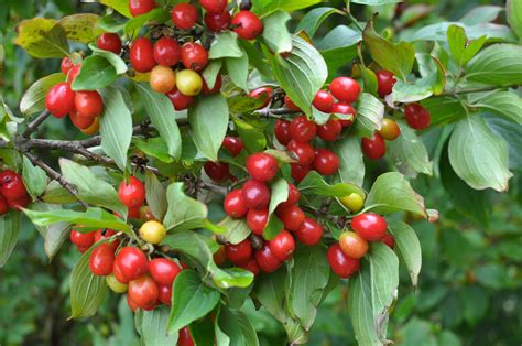 Cornelian Cherry (Edible Dogwood) – UJAMAA SEEDS