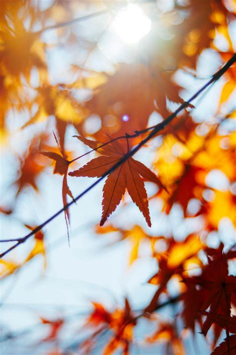 Nature JPG-Format 的图像结果