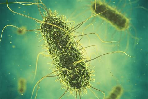Trace Mineral Forms and Their Importance - Trouw Nutrition