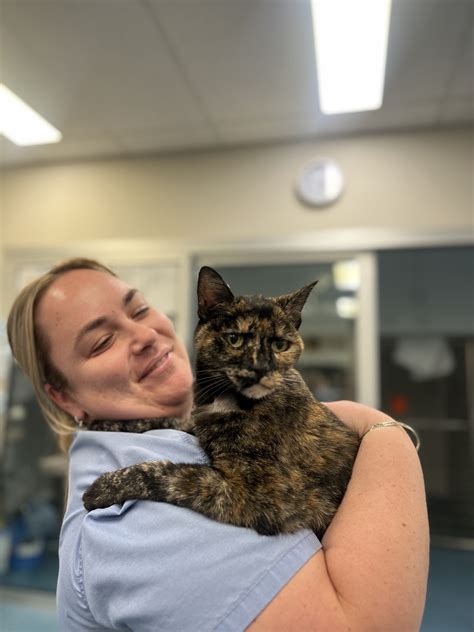 Treatment Options for Hyperthyroid Cats - WAVES