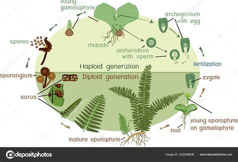 Life Cycle Of A Fern
