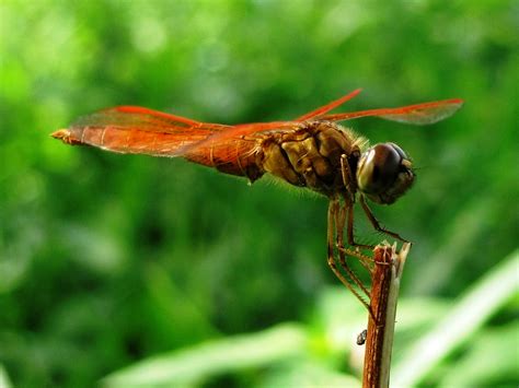 5 Best Places To Visit In Dehiwala- Mount Lavinia With Family