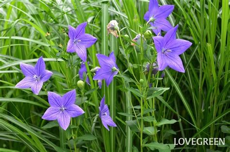 Image result for JavaScript Average 5 No Elements