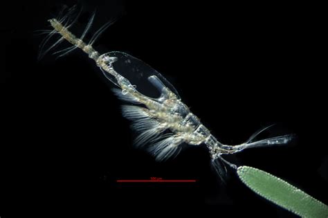 Copepod Plankton Plankton Challenge! Know... Journal Of Plankton