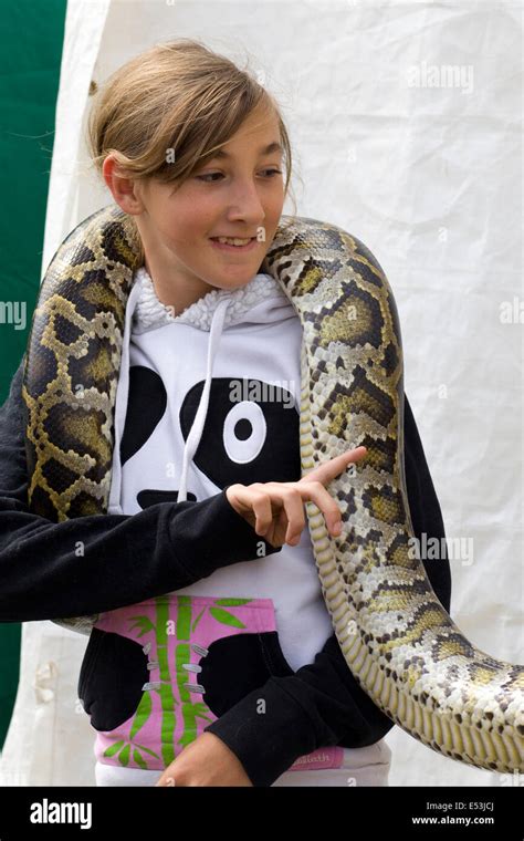 Pythonidae Ball Python 的图像结果