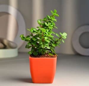 Buy Jade Plants Online | Healthy & Auspicious Succulents