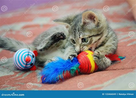 Cute Home Kitten Playing with Toys Stock Image - Image of cheerful ...