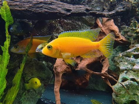 Fish Feed In India - A Beginner's Guide – Intan Growel