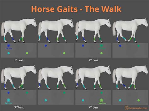 The 4 Basic Horse Gaits Explained [Diagrams & Animations]
