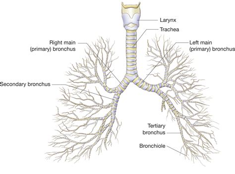 Primary Bronchi