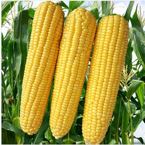 Hybrid Makka Maize Corn Seeds | Vegetable Seeds