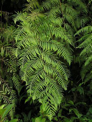 Cibotium barometz (L.) J.Sm. | Plants of the World Online | Kew Science