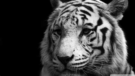 🔥 [40+] Black and White Tiger Wallpapers | WallpaperSafari