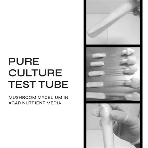 Pure Culture Test tube (Mushroom Mycelium in Agar Nutrient Media ) – BM ...