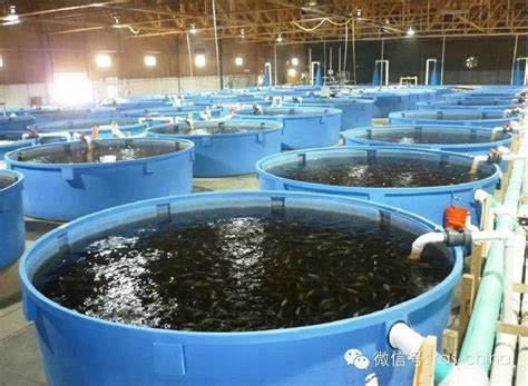池塘内循环流水养殖模式，270方水养10万斤鱼，集污率达90%_相炳坤