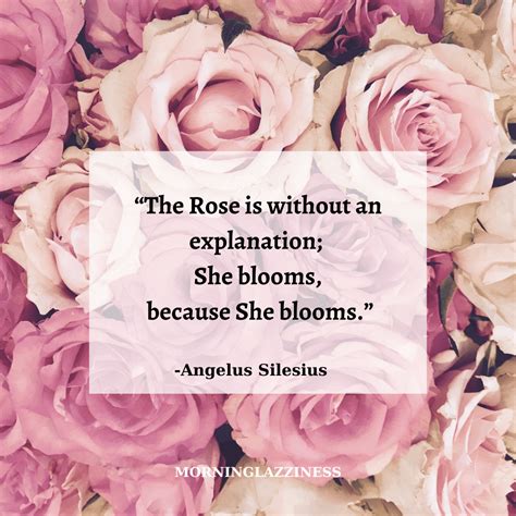Roses And Quotes
