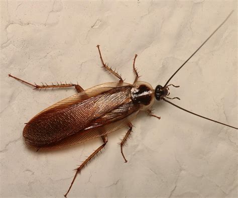 Image result for Tree Cockroach