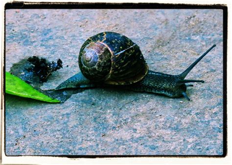 Snail Vs Slug Fight at Mariam Mountgarrett blog