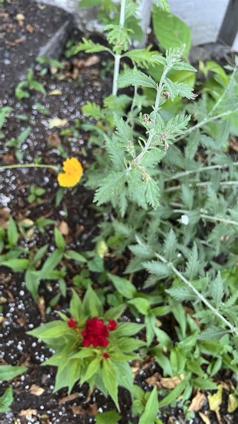 Pruning tips? Russian sage : r/gardening