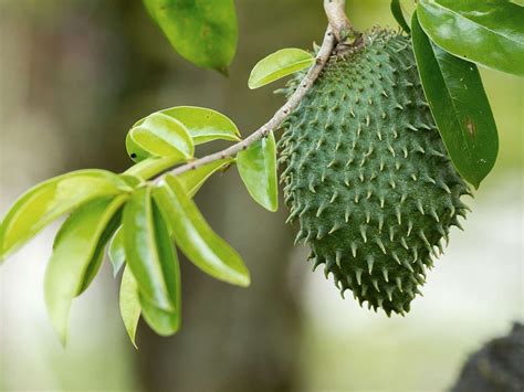 Buy Soursop Fruit Box (Guanabana) USA | Tropical Fruits Delivery - Best ...