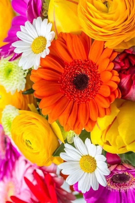 関連する画像の詳細をご覧ください。Cung cấp cây hoa kim cúc đẹp giá rẻ #1 toàn quốc [0935.351.677]