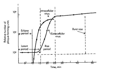 Image result for One Step Multiplication Curve