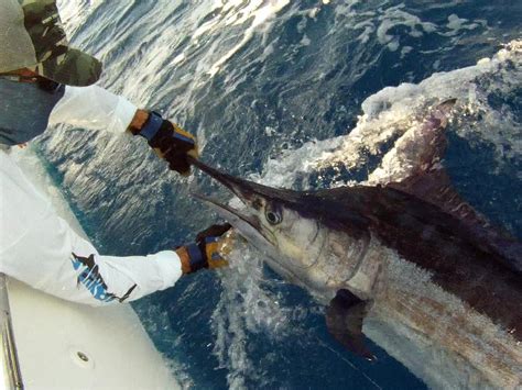 PARGUERA FISHING CHARTERS - All You Need to Know BEFORE You Go 2026 ...